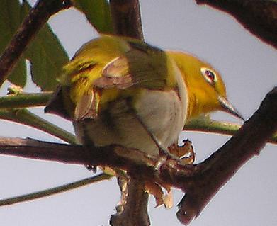 Lowland White-eye