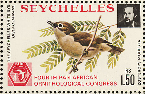 Seychelles White-eye