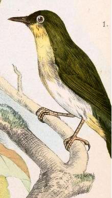 Sangihe White-eye