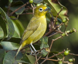 Yellowish White-eye