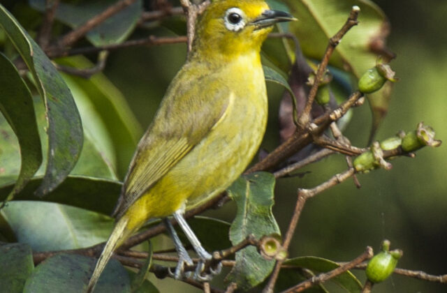 Yellowish White-eye
