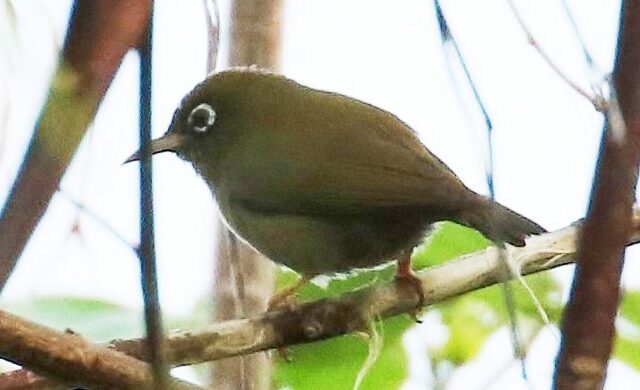 Olive-colored White-eye