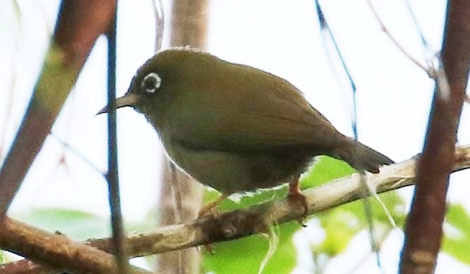 Olive-colored White-eye