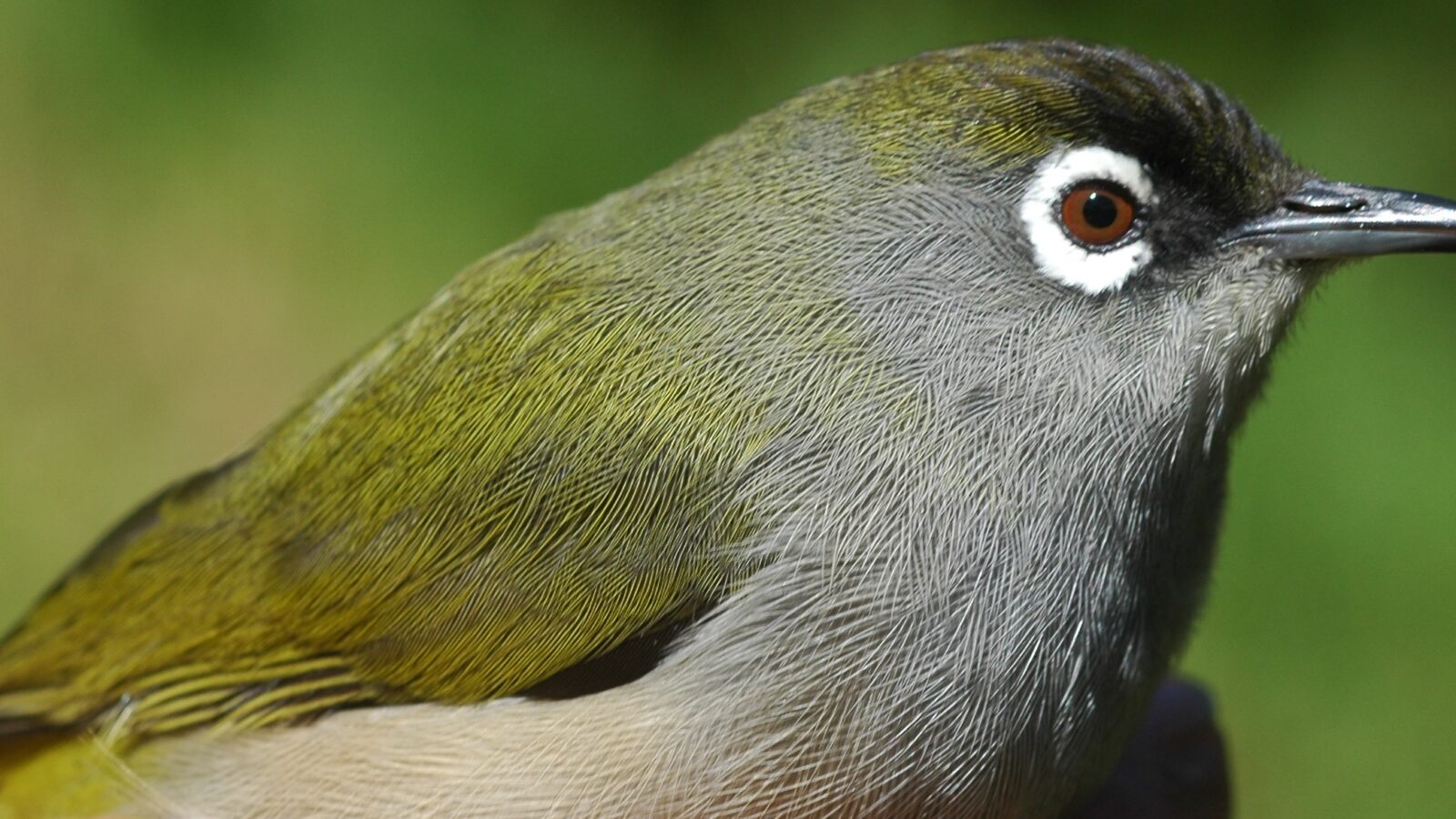 Reunion Olive White-eye