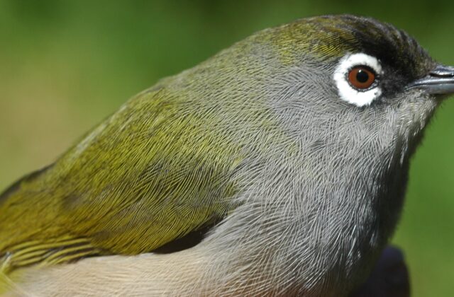 Reunion Olive White-eye