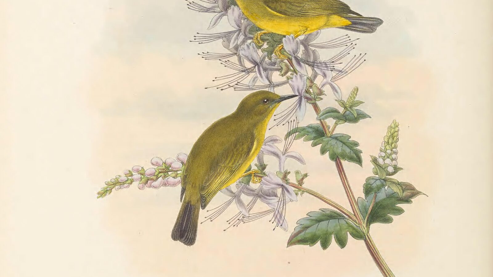 Makira White-eye