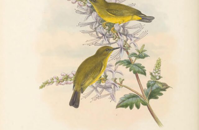 Makira White-eye