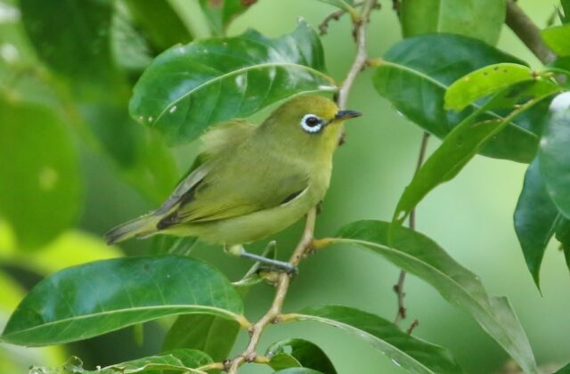 Citrine White-eye