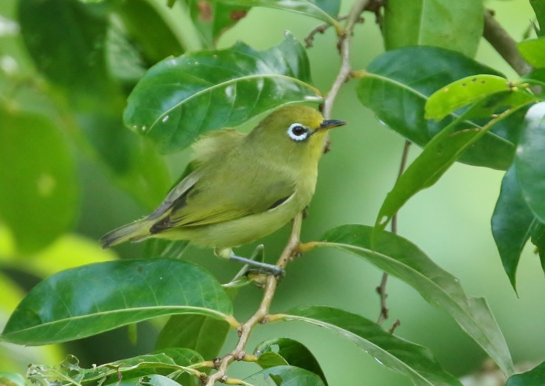 Citrine White-eye