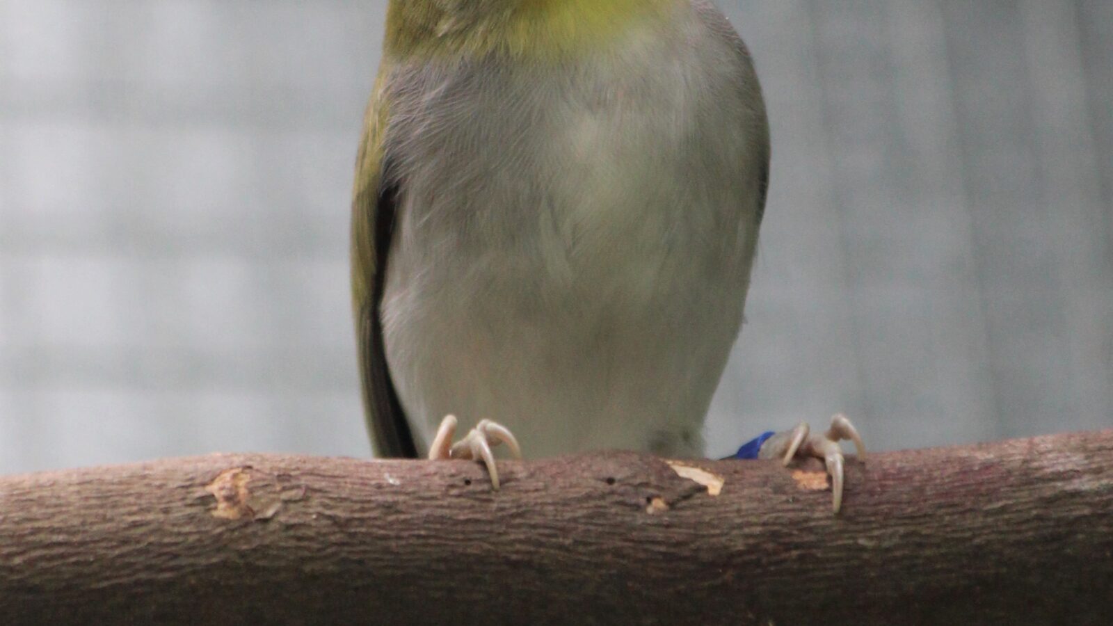 Wangi-wangi White-eye