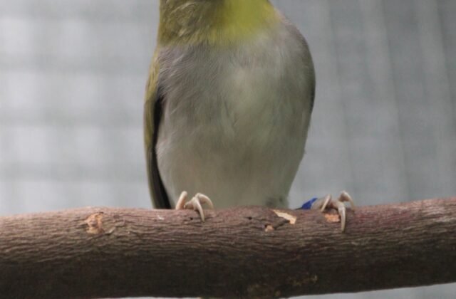 Wangi-wangi White-eye