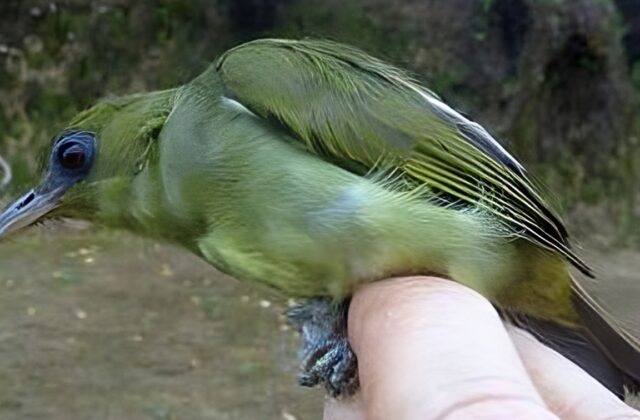Malaita White-eye