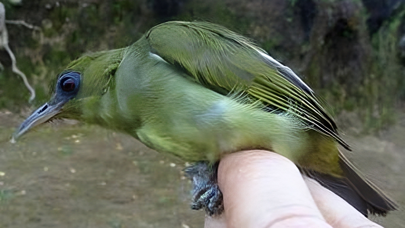 Malaita White-eye