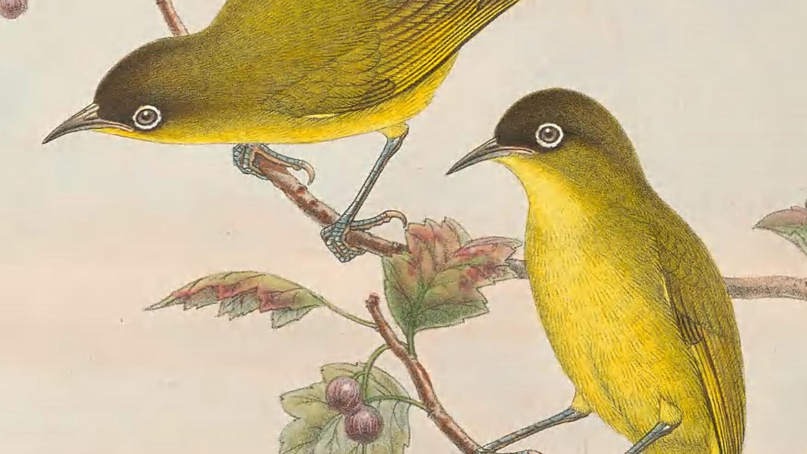 Kai Kecil White-eye
