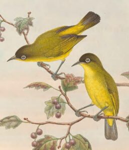 Kai Kecil White-eye