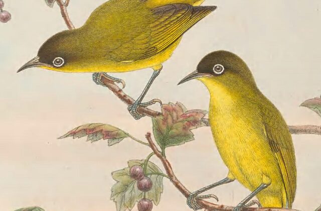 Kai Kecil White-eye