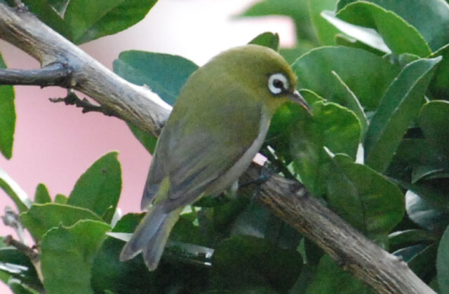 Green-backed White-eye