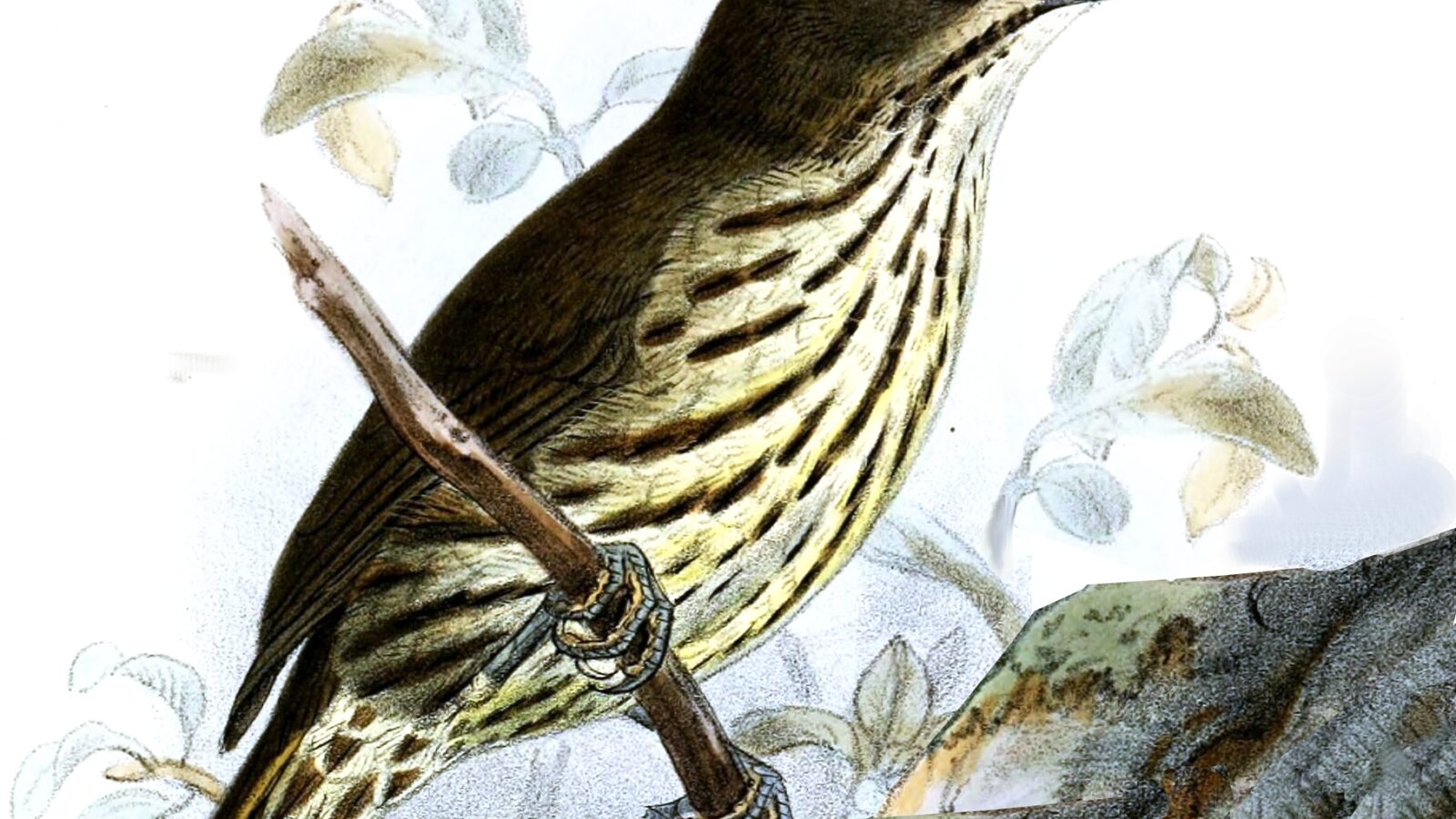 Luzon Striped Babbler