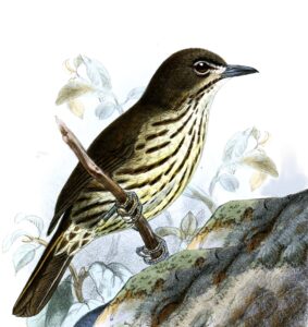 Luzon Striped Babbler