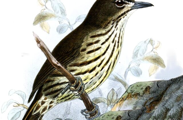 Luzon Striped Babbler