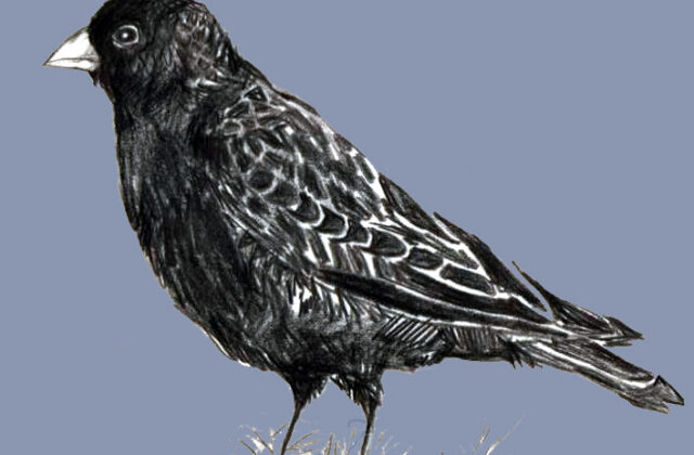 Black Lark
