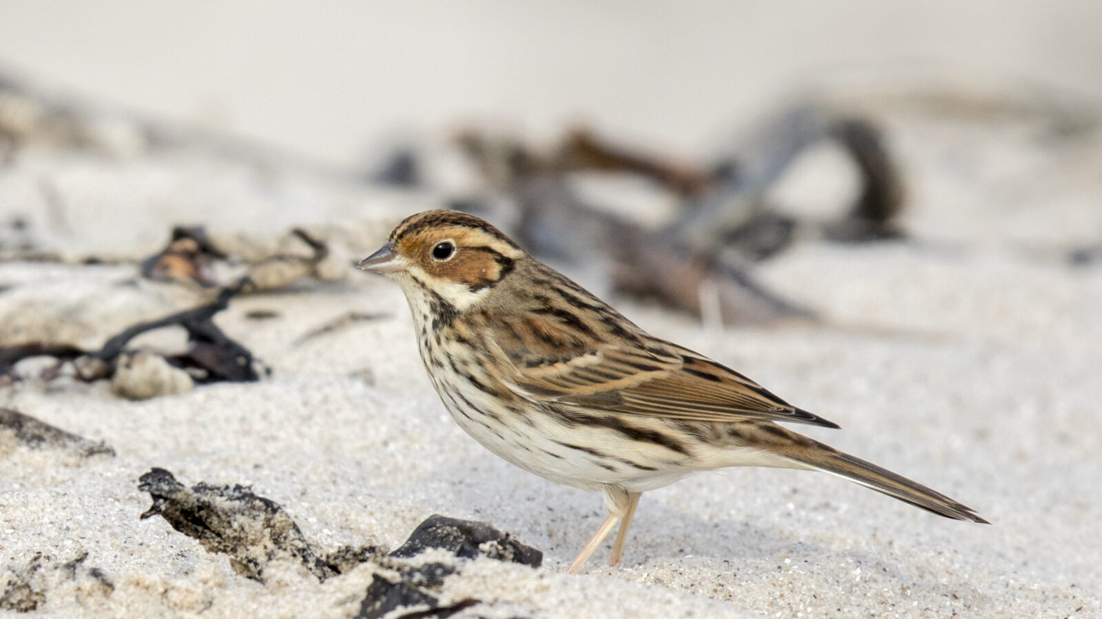 Little Bunting