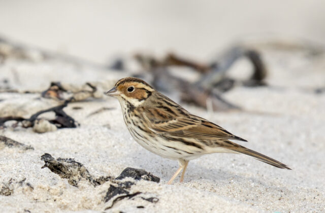 Little Bunting