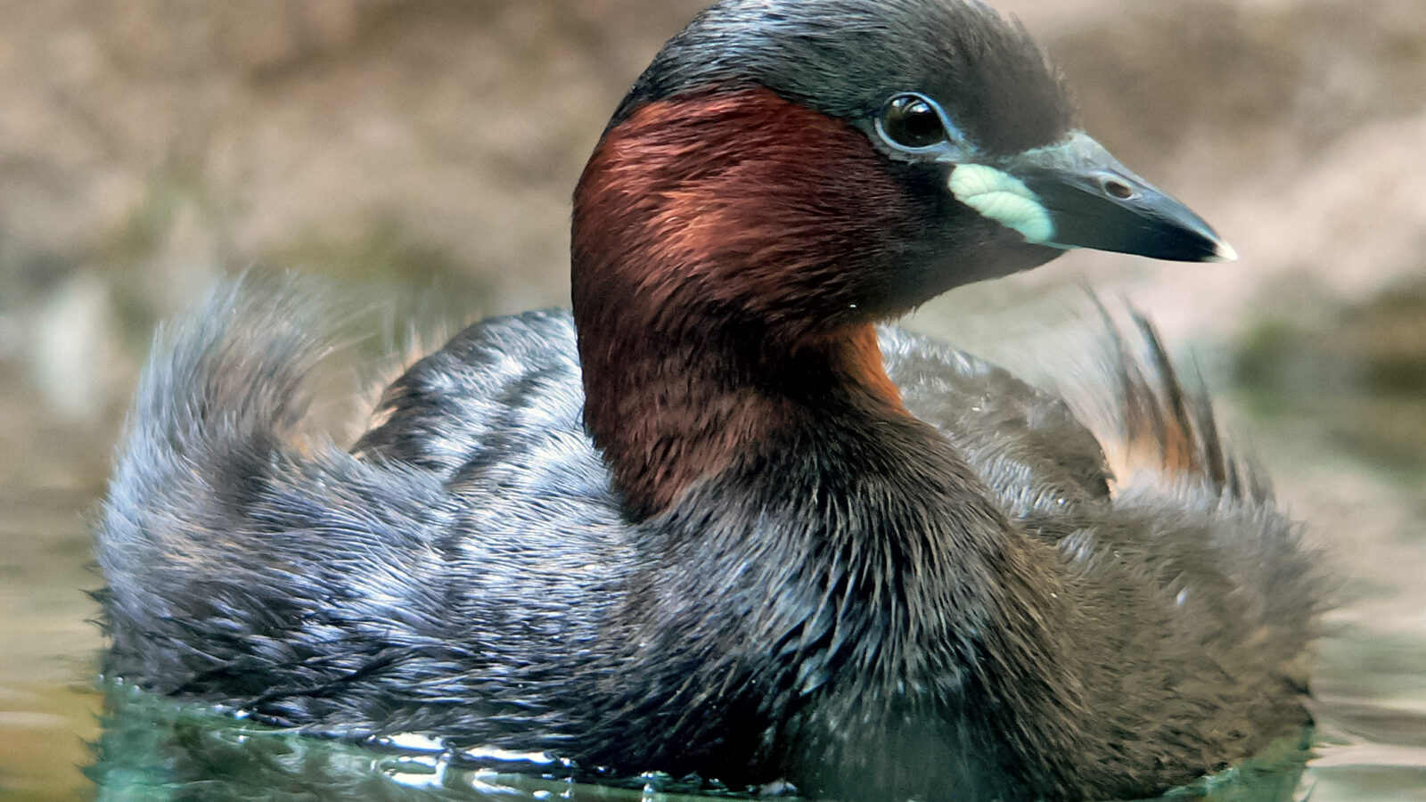Little Grebe