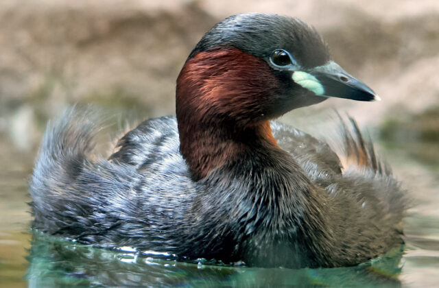 Little Grebe
